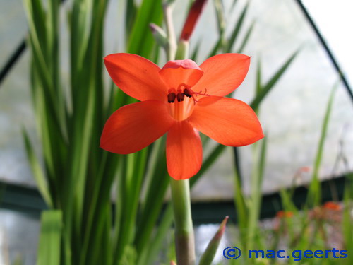 Watsonia meriana